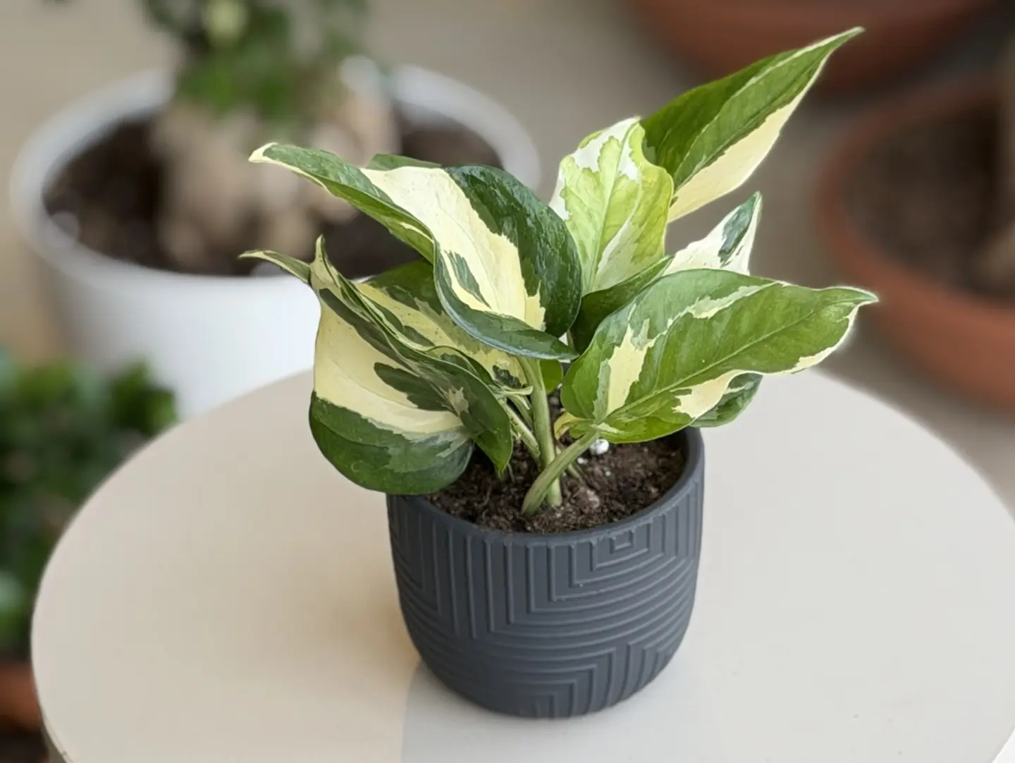 A Beautiful Pothos 'Enjoy' Plant.