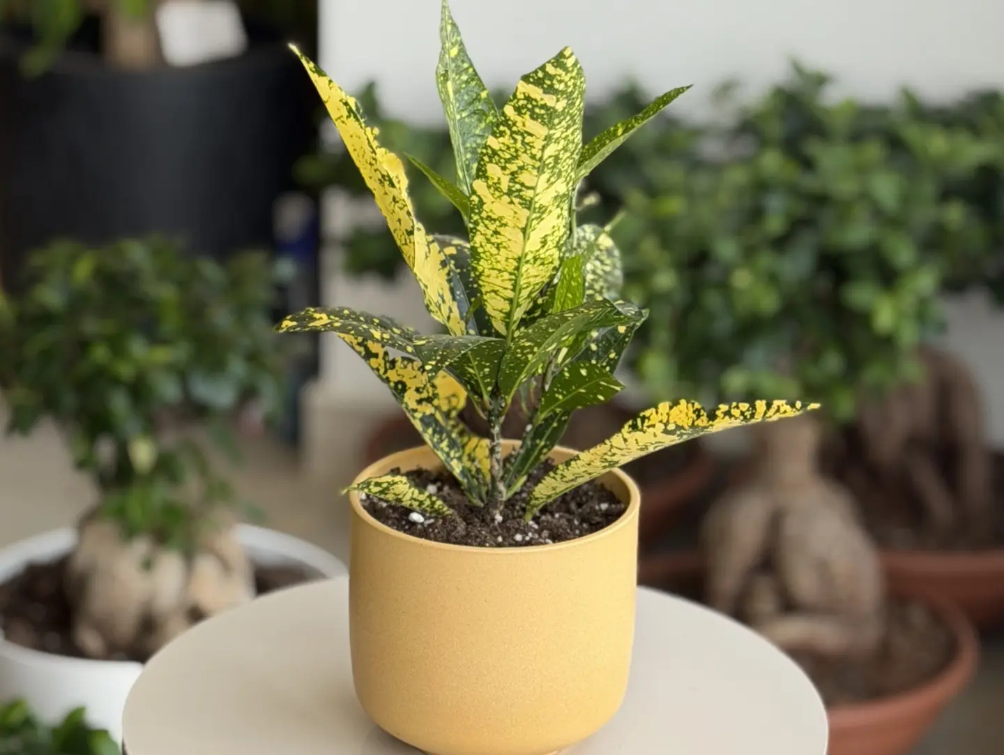 The Golden Croton Plant With Its Beautiful Variegated Leaves