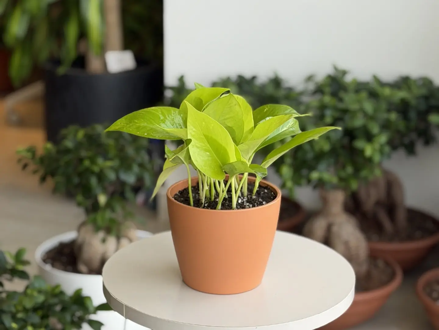 Golden Neon Pothos
