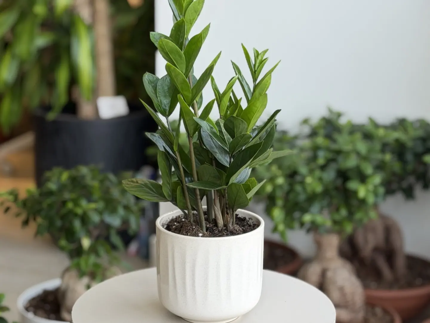 Zamioculcas Plant In A Creamy Pot