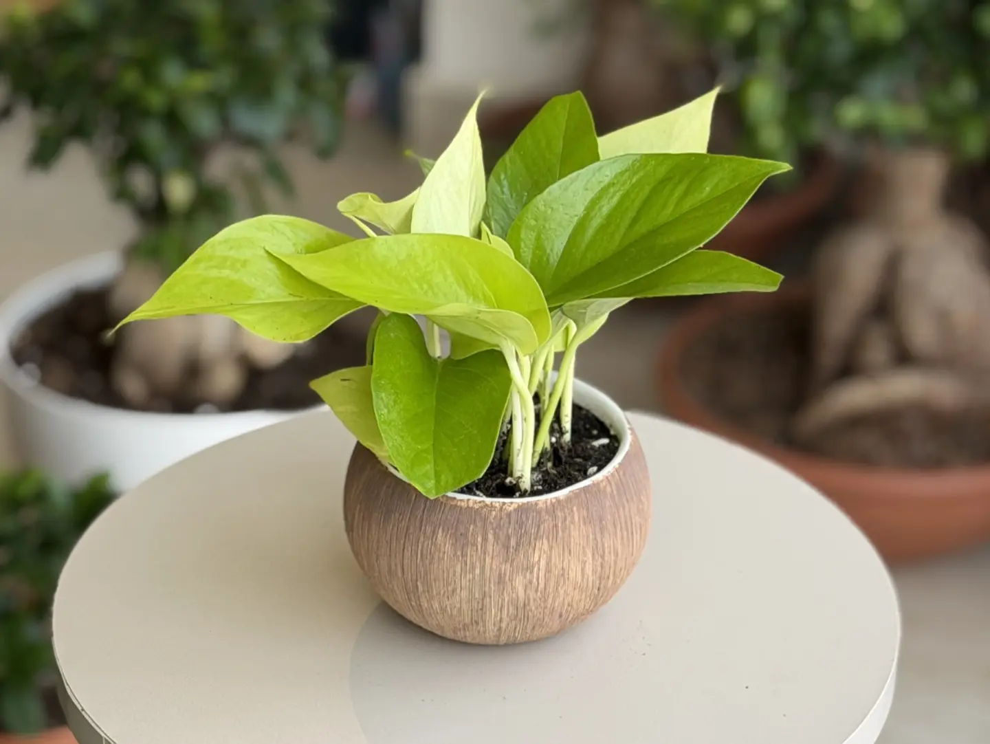 Neon Pothos Plant
