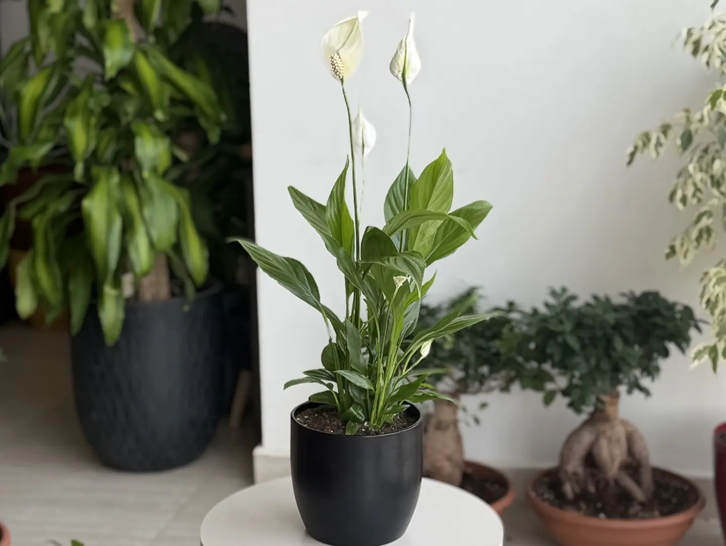The Beautiful White Sailed Plant