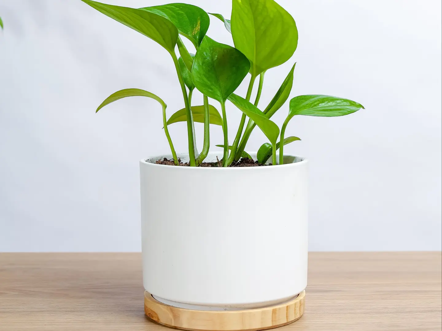 نبتة الجولدن بوتس في حوض سيراميك ابيض بقاعده خشبيه