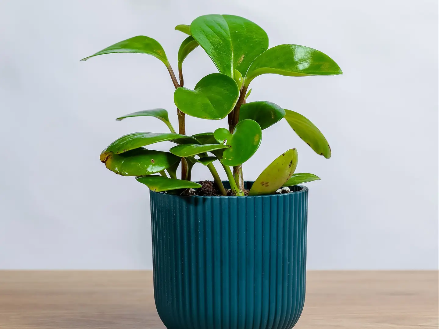 نبتة ببروميا خضراء صغيرة في مركن بلاستيك ازرق