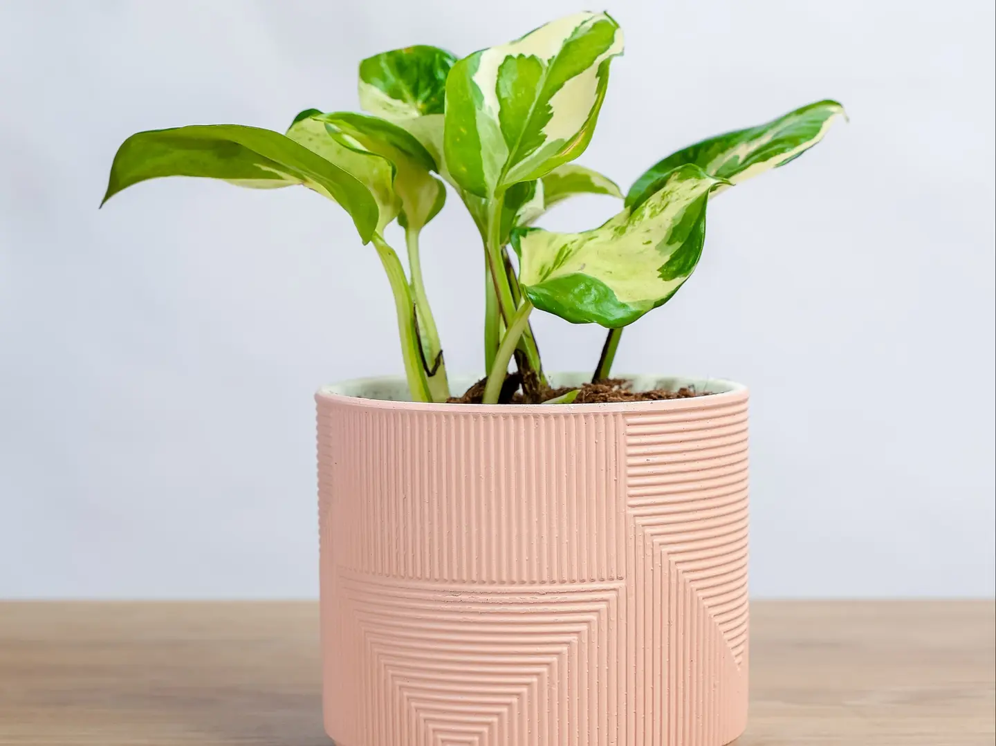 بوتس انجوي في حوض رخامي وردي