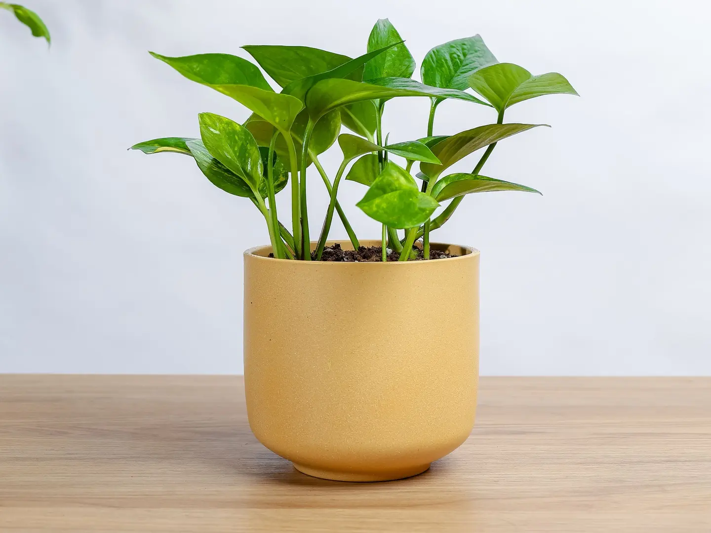 نبتة الجولدن بوتس في حوض رخام اصفر