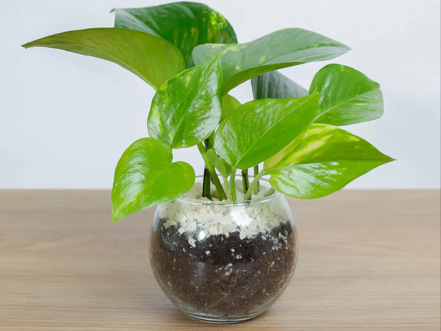 Golden Pots Plant In An 8 Cm Glass Vase