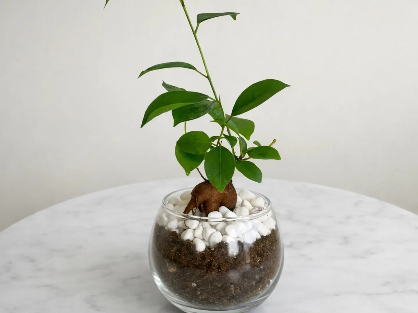 Mini Bonsai Plant In A Round Glass Vase