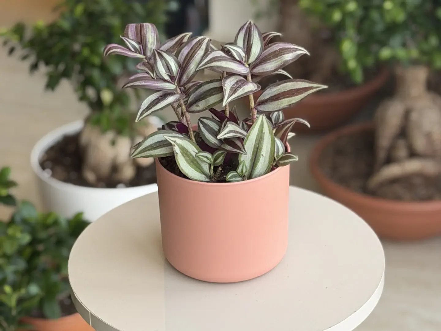 Tradescantia Plant With Its Attractive Colors