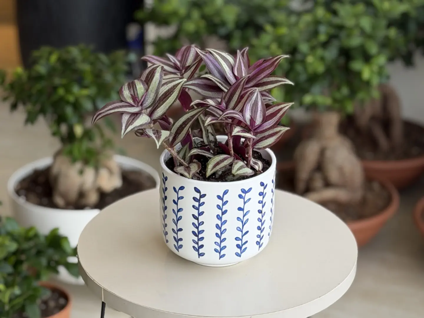 The Tradescantia Plant Is Distinguished By Its Beautiful Leaves.