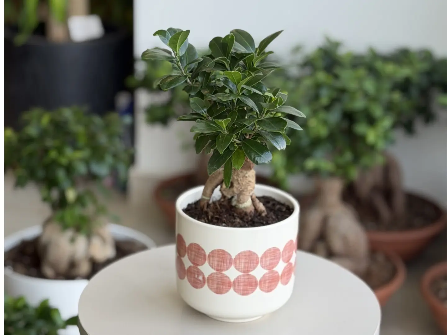 Attractive Bonsai Plant