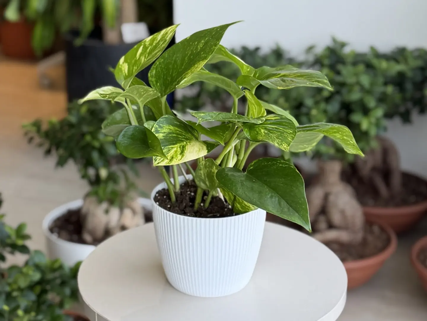 A Beautiful Pothos