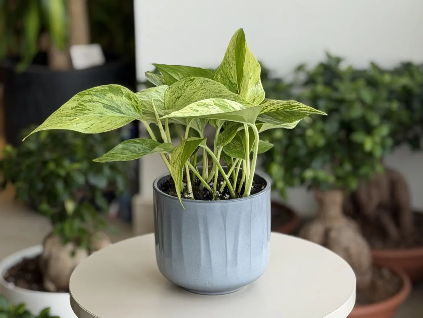 Marble Queen Pothos With Its Beautiful Variegated Colors