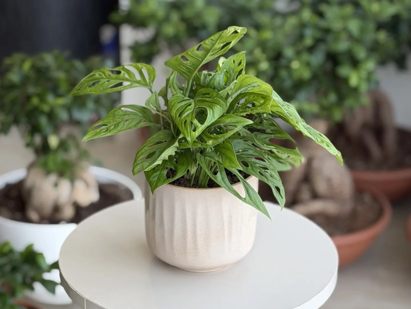 Monstera Monkey Plant With Its Distinctive Leaves