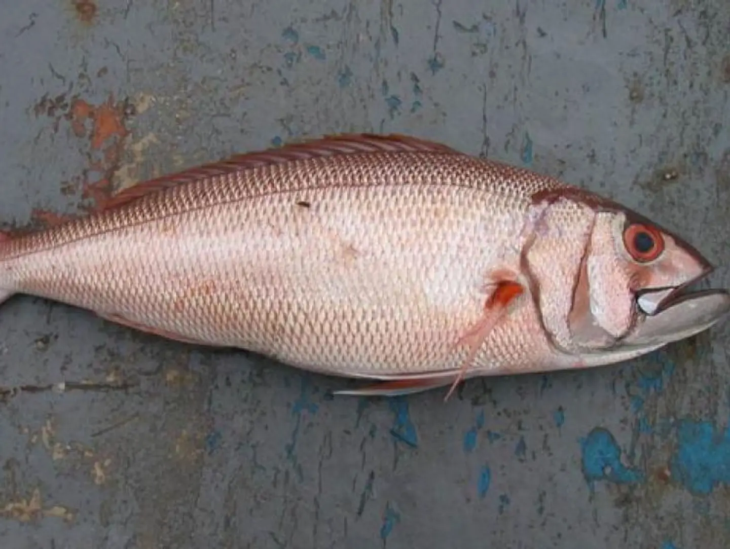 Fares Fish - Kilo Fares