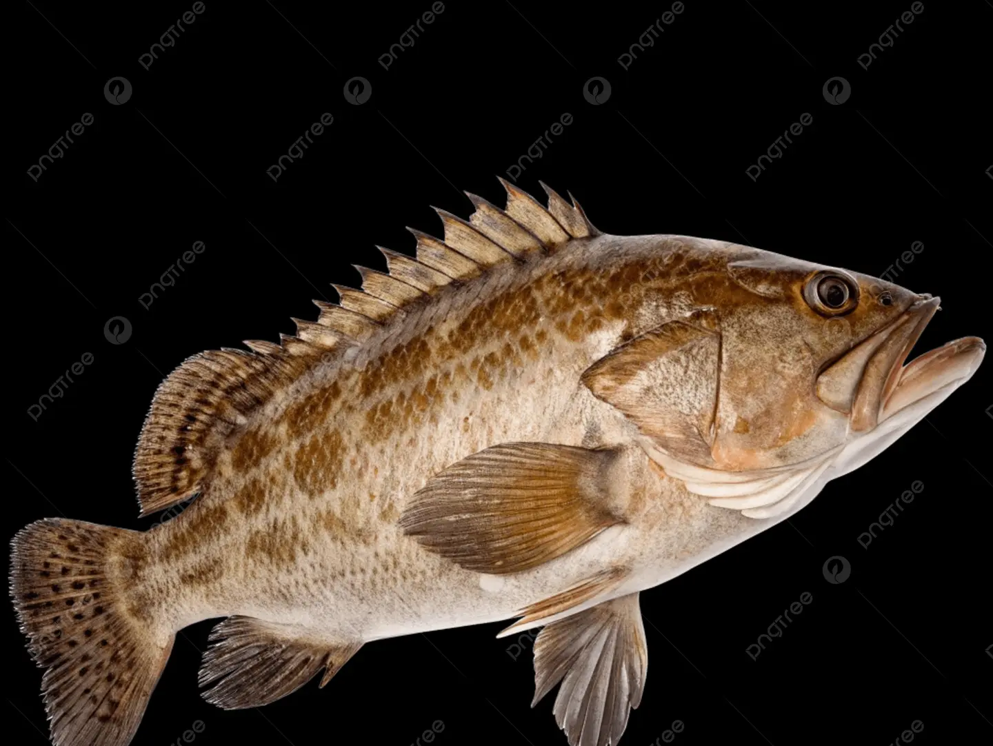 Grouper Fried - 750 G