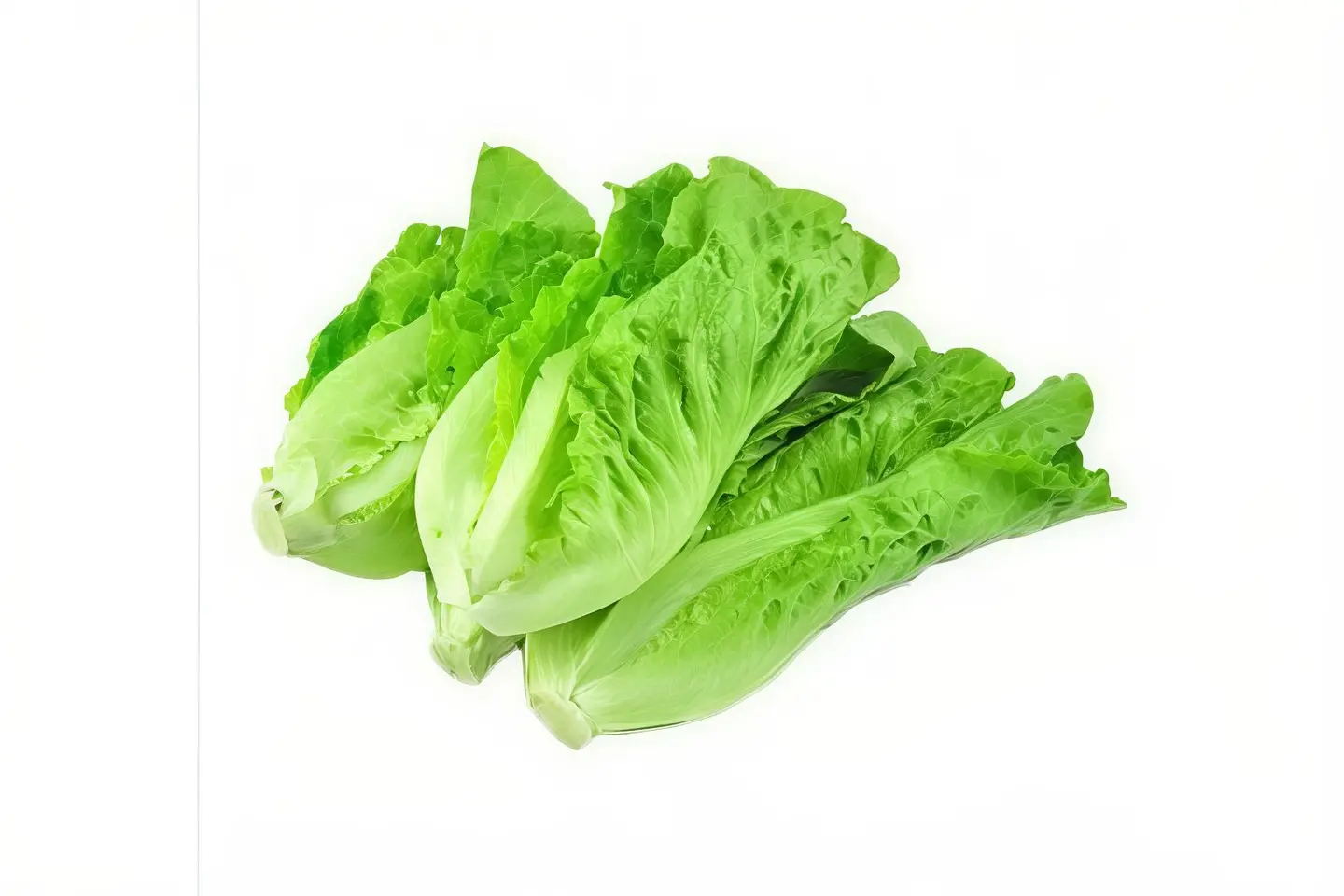Lettuce