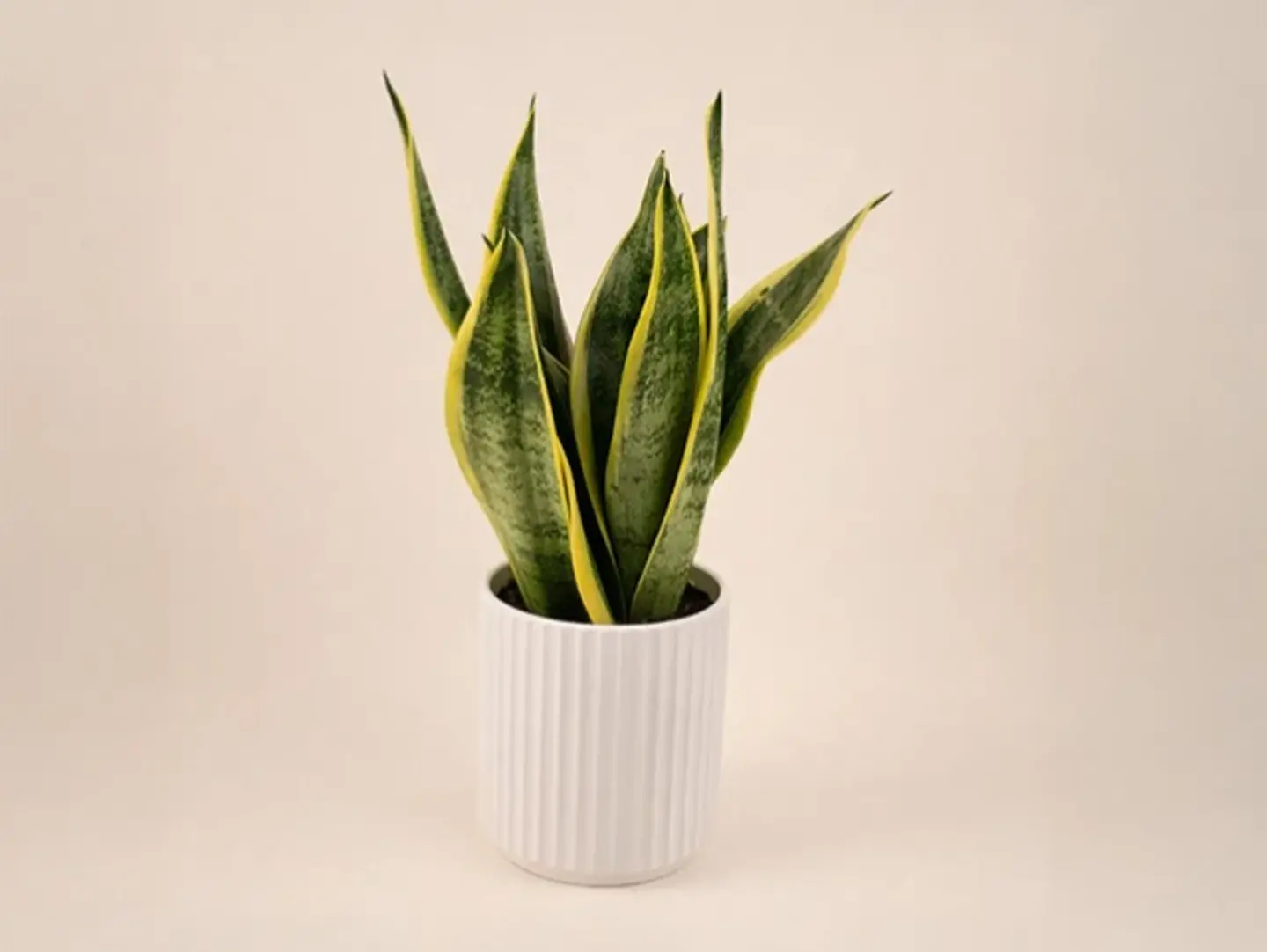 Sanseveria Plant With Jute Wrapping Pot