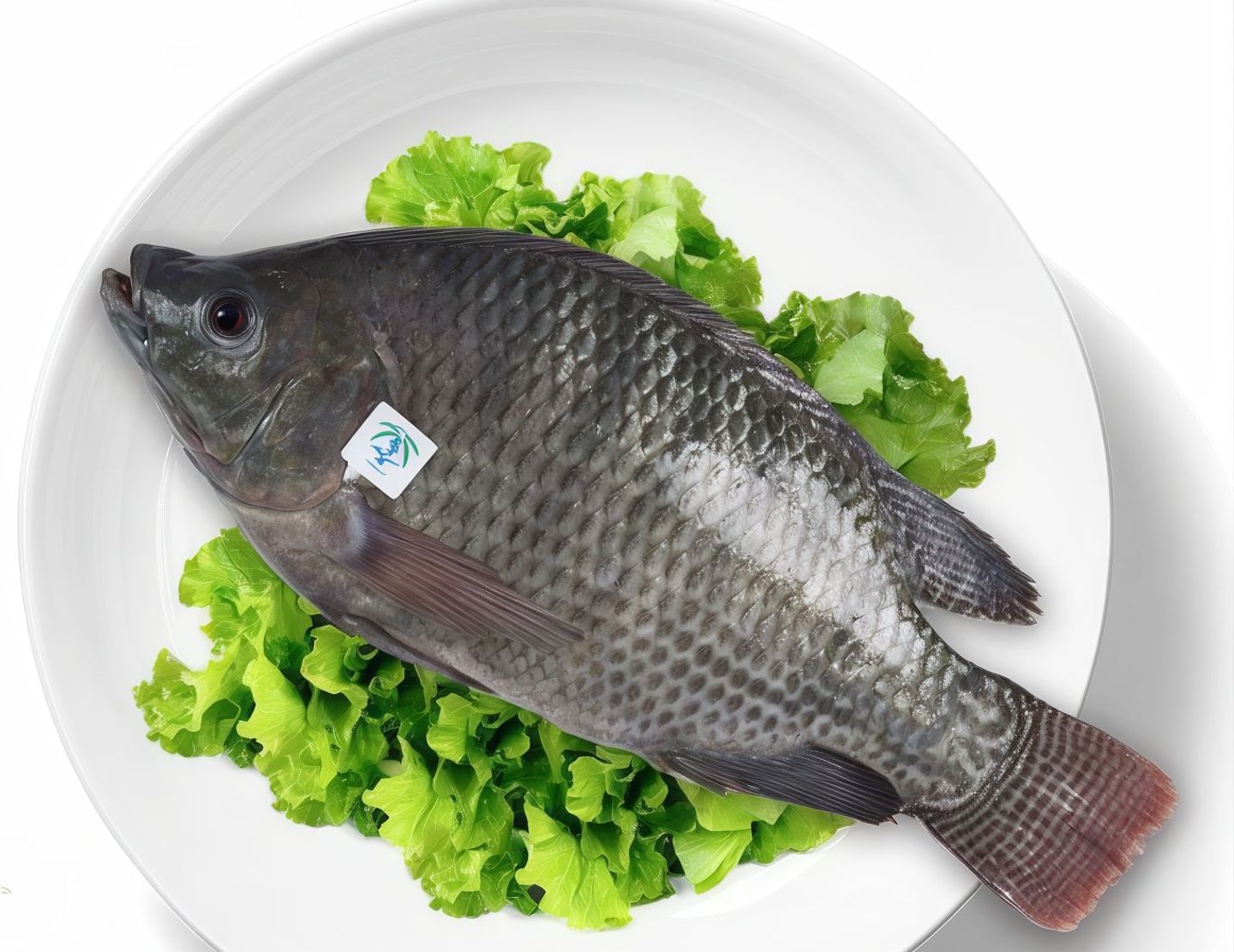 Tilapia Fish
