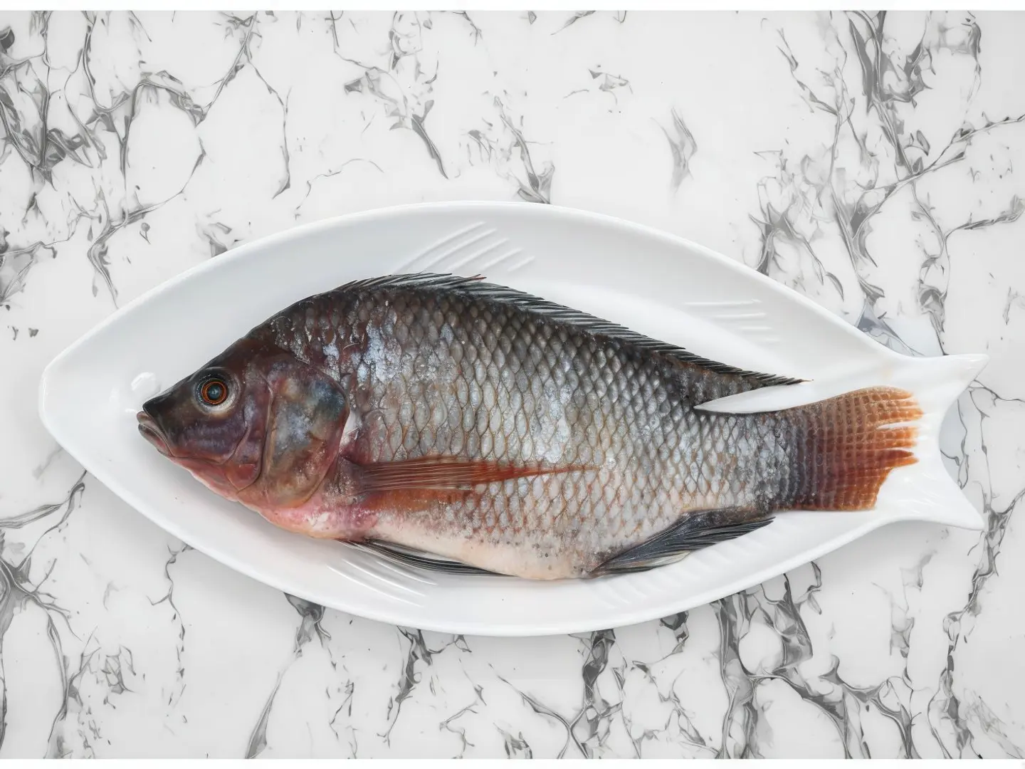 Tilapia