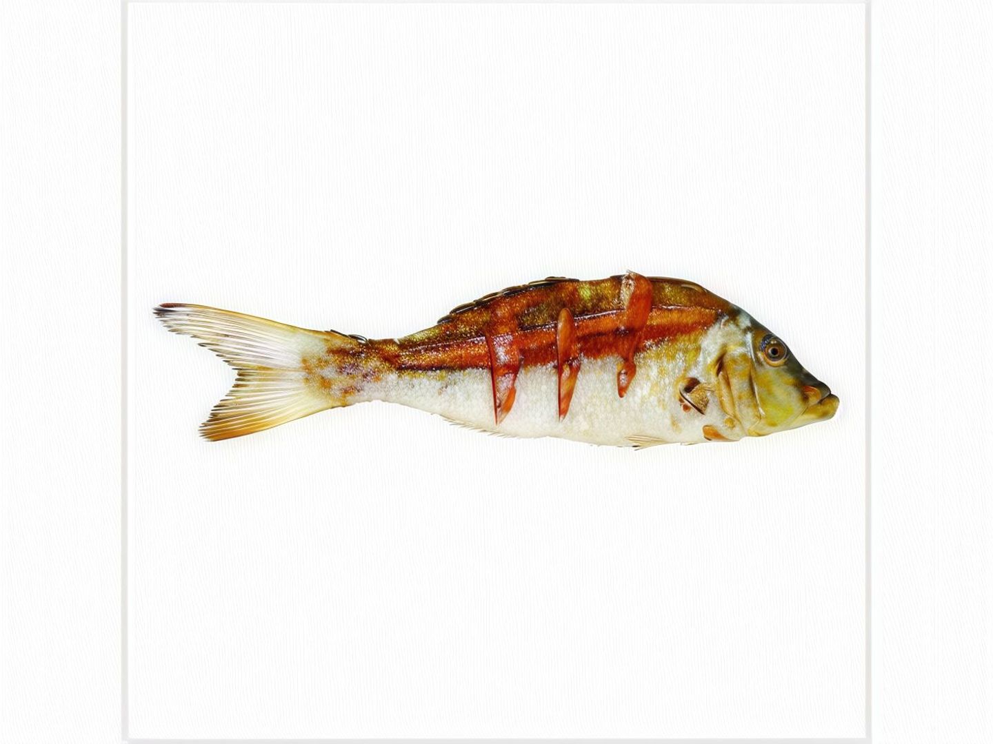 Grouper Fish