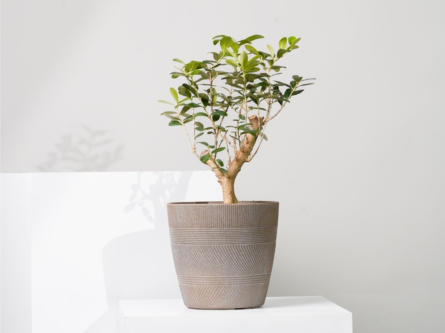 Olive Plant