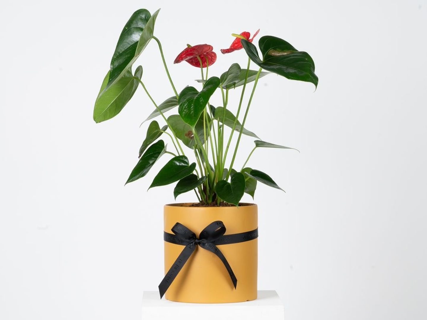 Red Antherium Plant