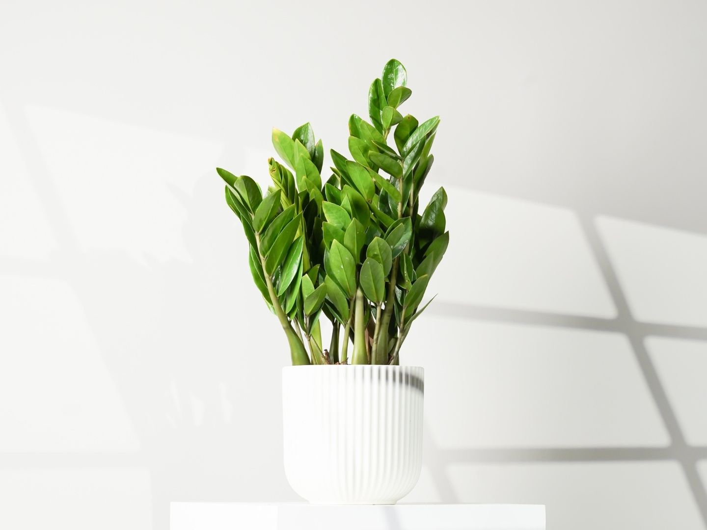 Zamia Plant