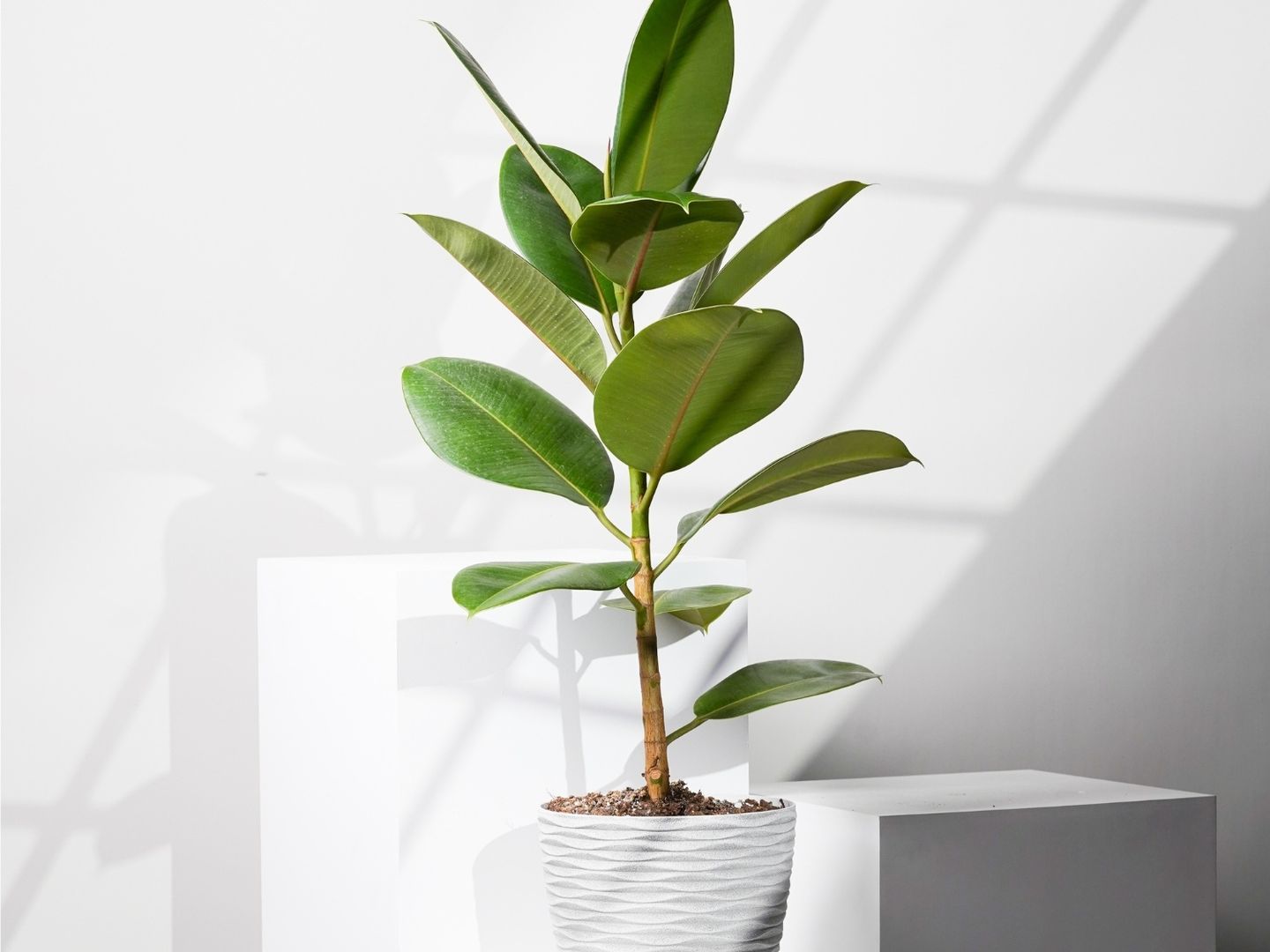 Vicks Plant