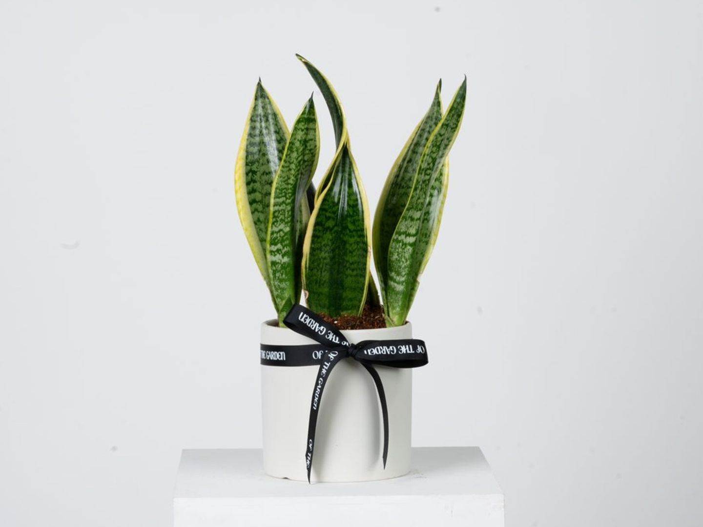 Tigerskin Cactus