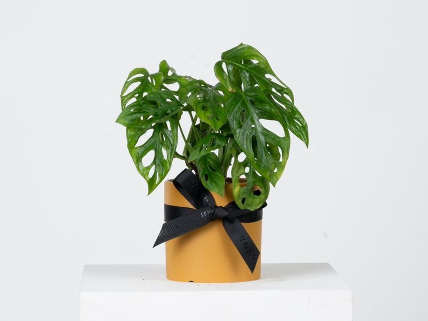 Monkey Plant