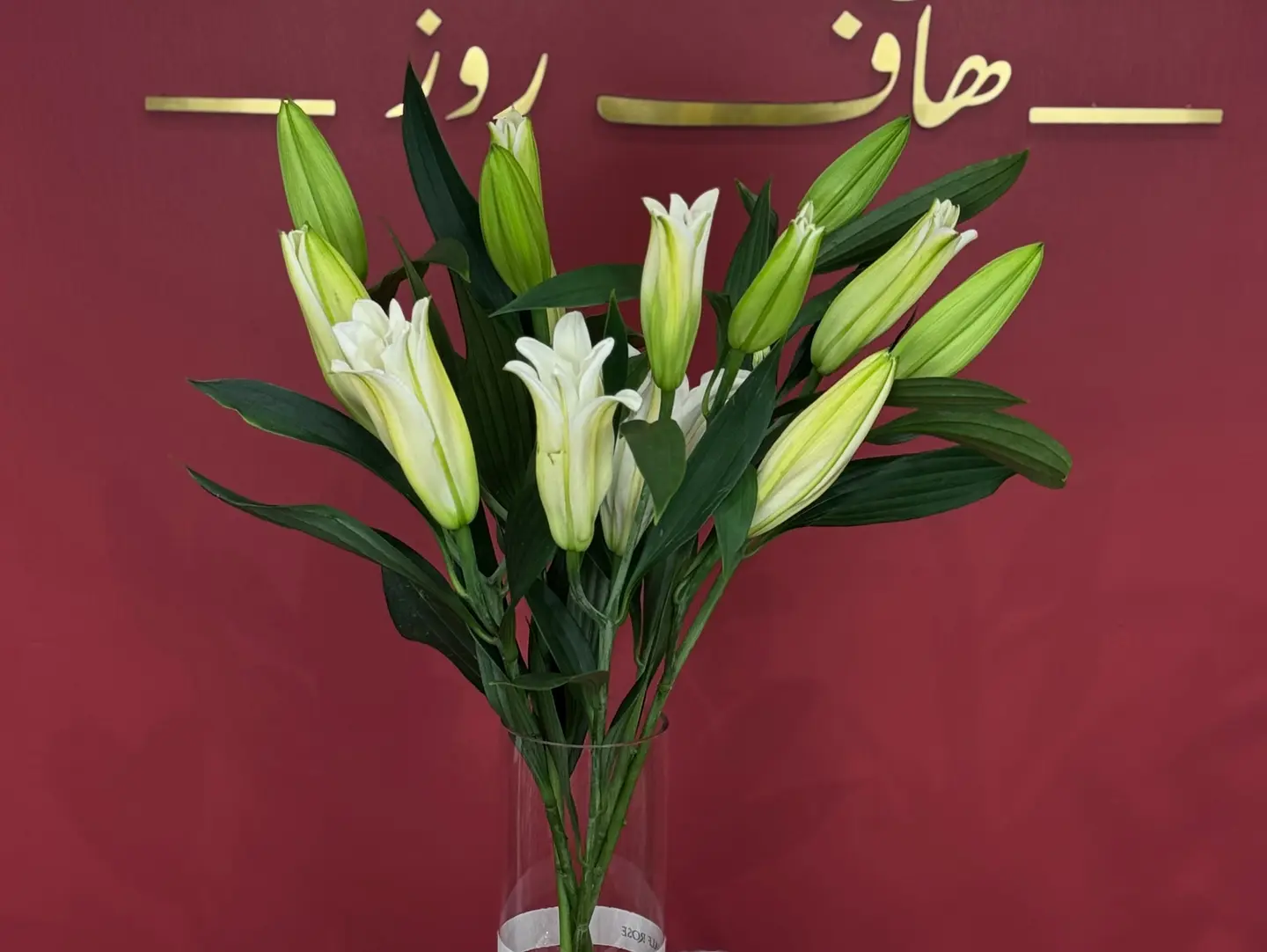 فازة كازابلانكا ابيض