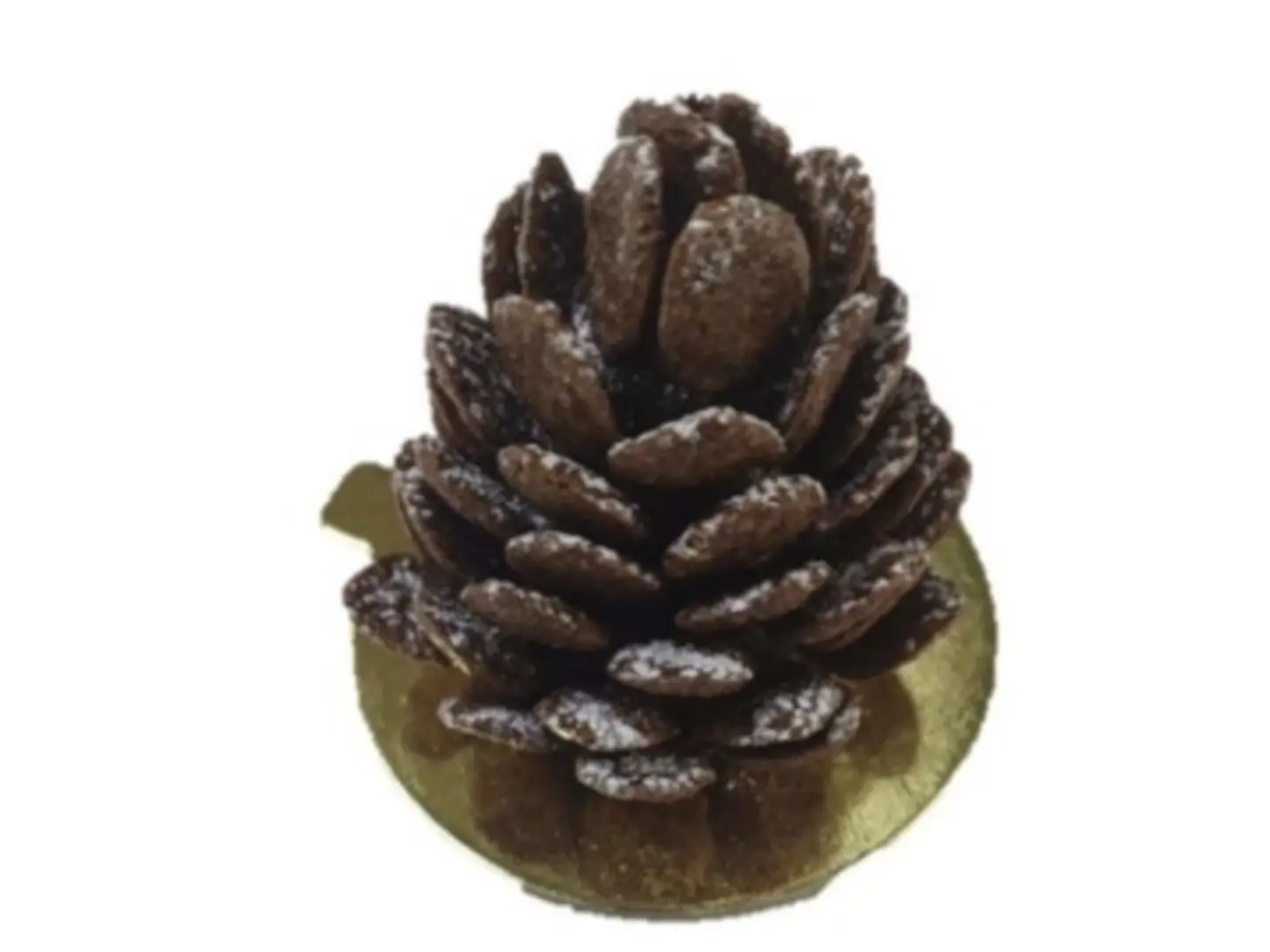 Boule Pine Nut Tree (Winter Collection)