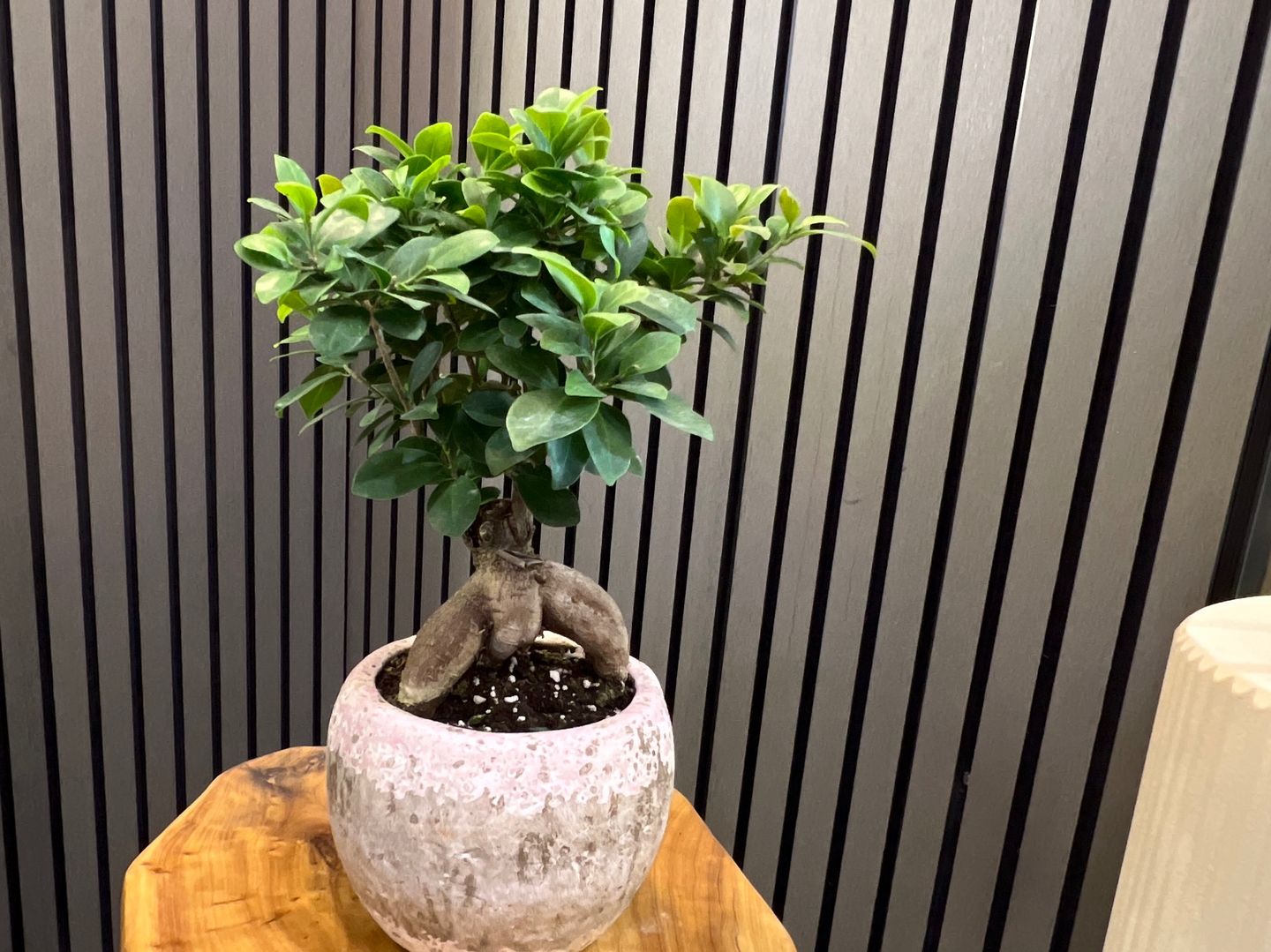 نباتات طبيعيه