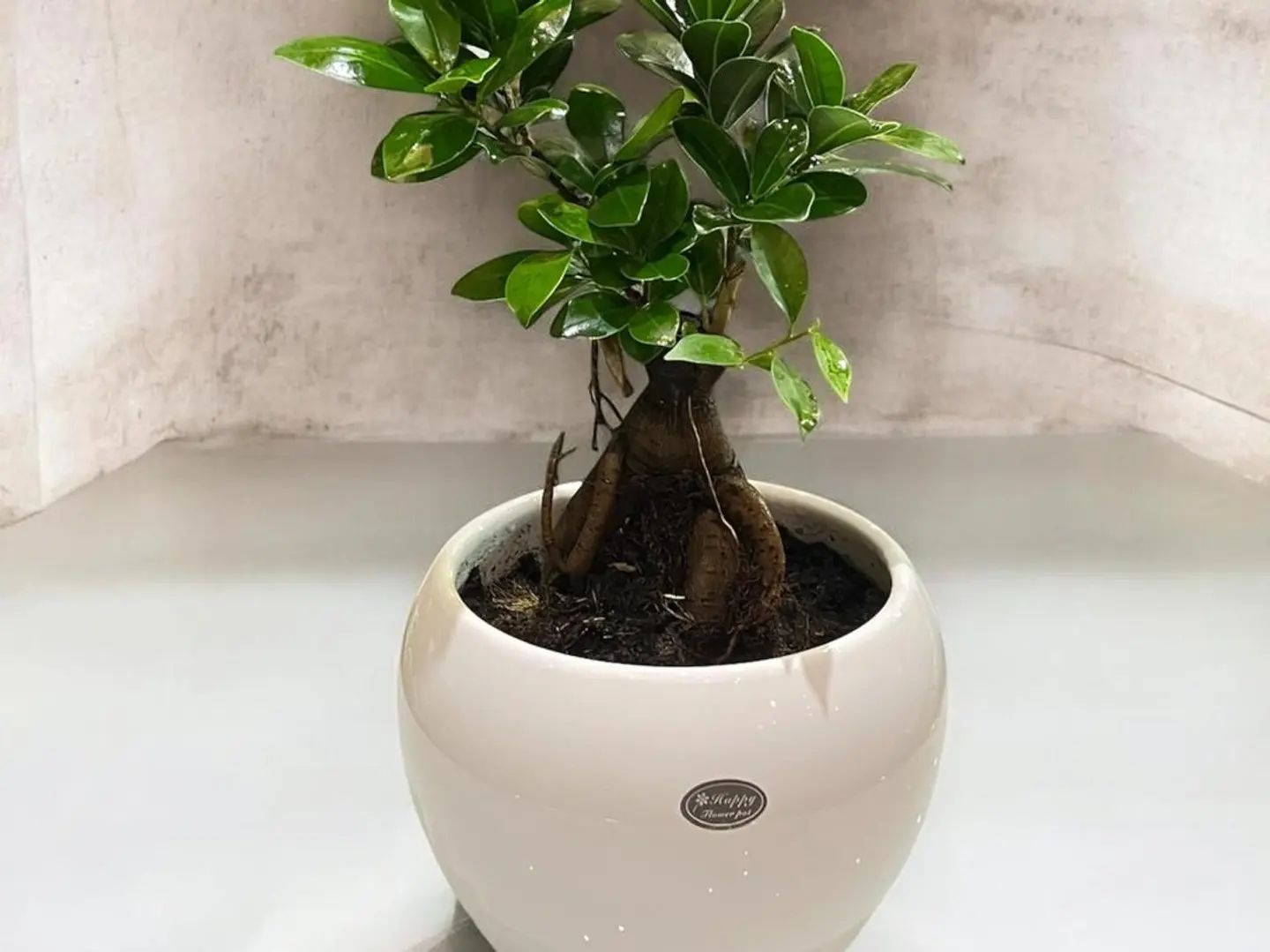 نباتات طبيعيه