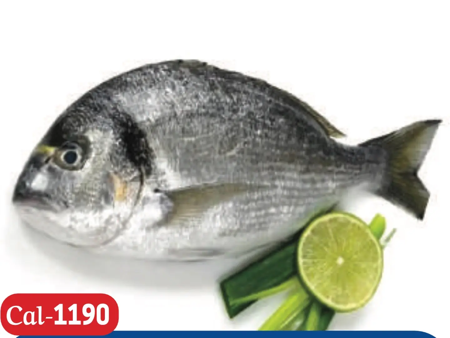 Sea Bream