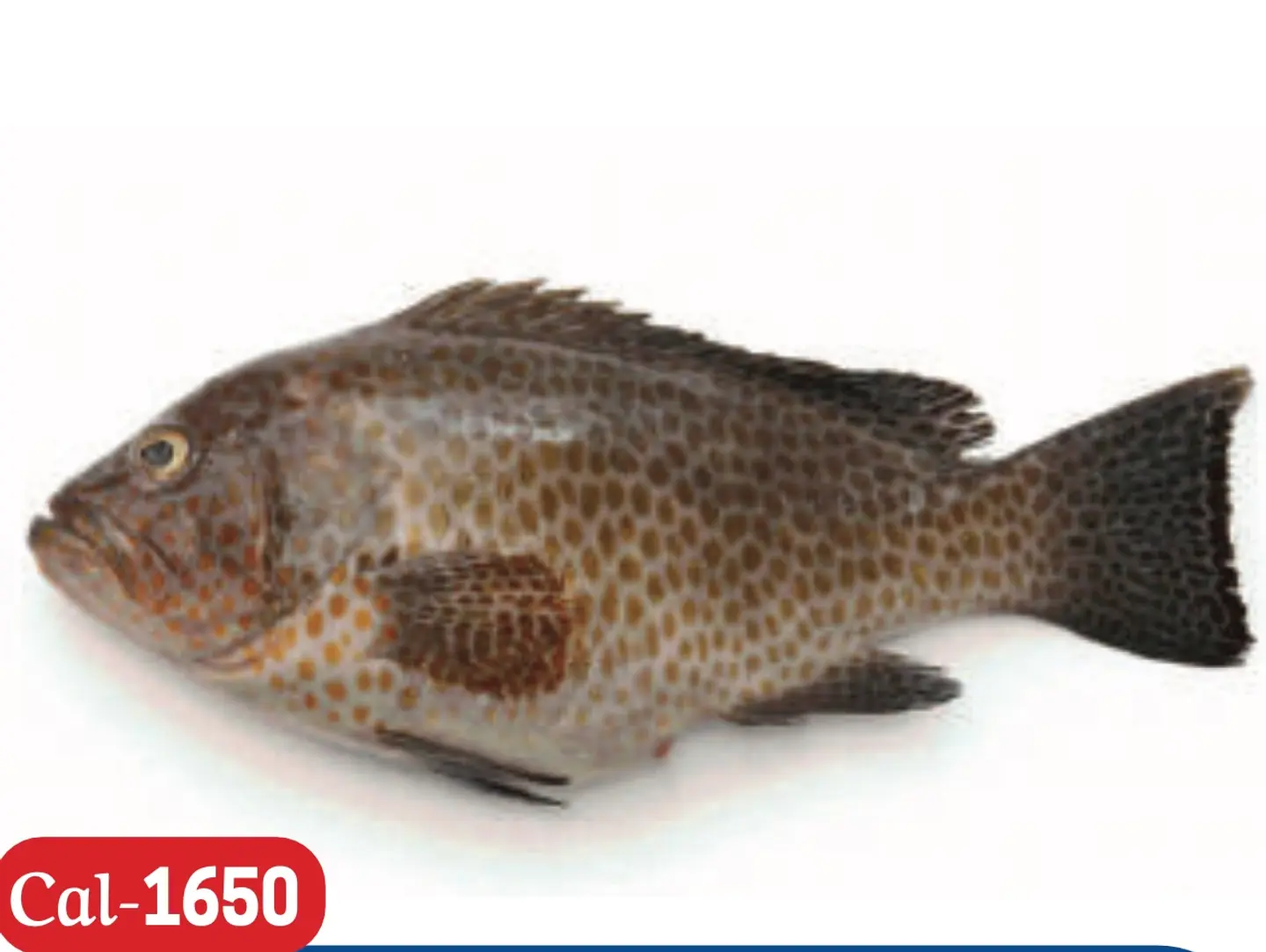 Hamour