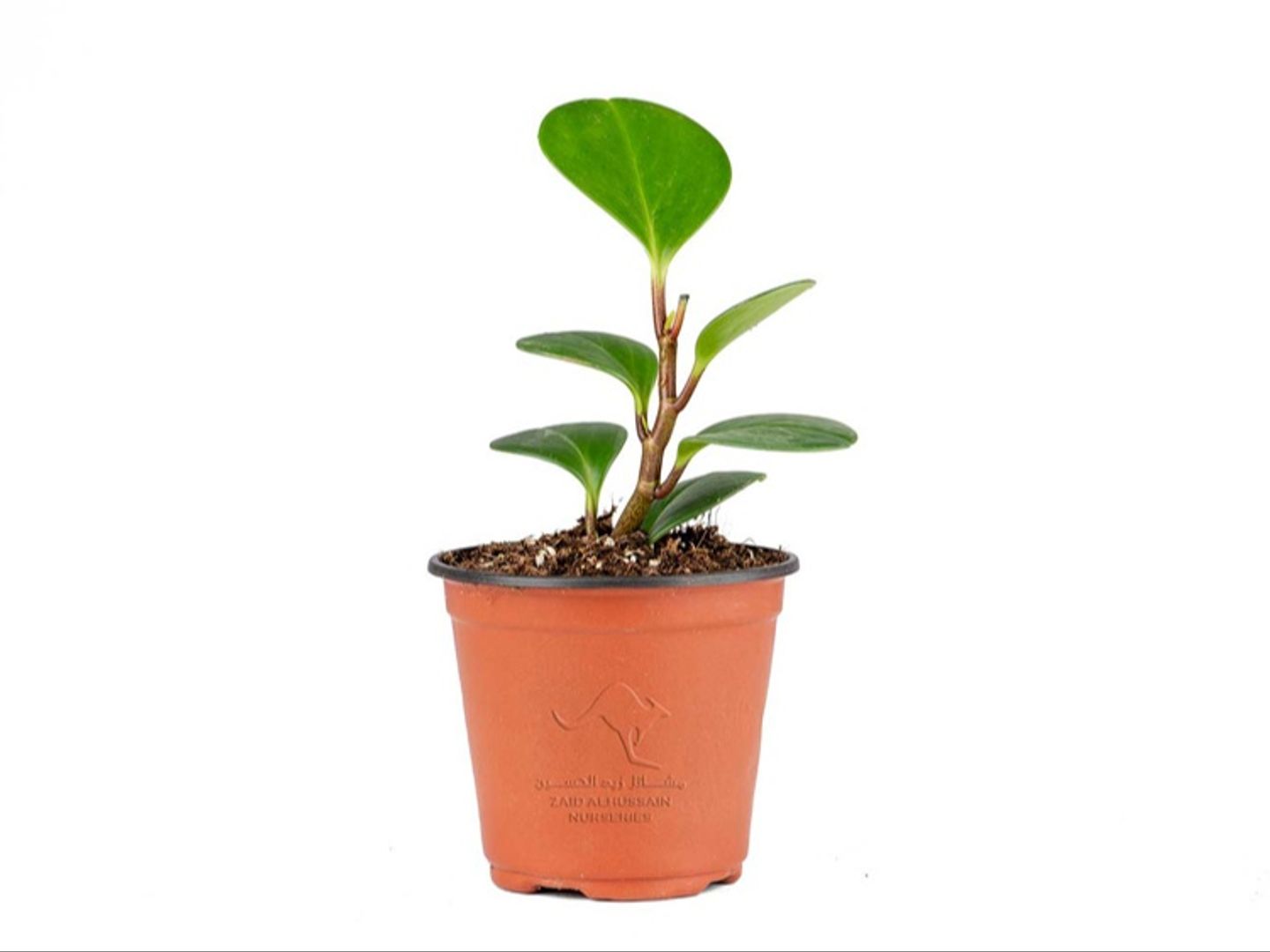 Pepporomia Obtusifolia