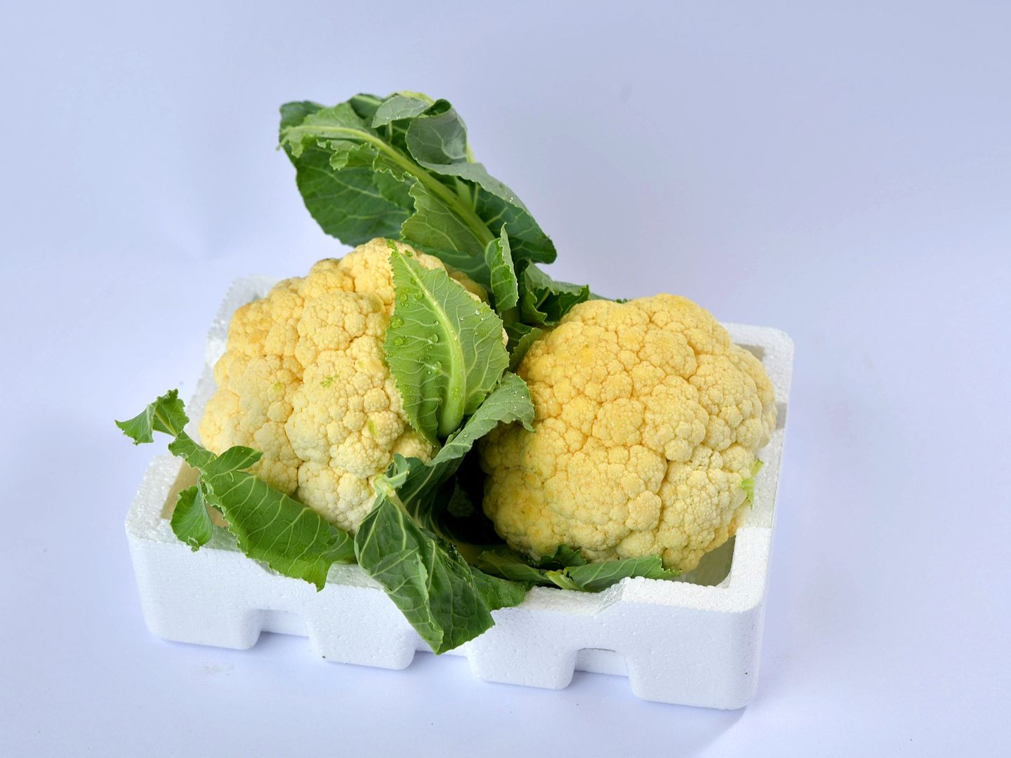 زهرة فلين صغير
