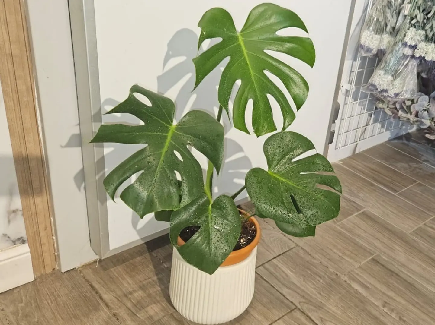 Monstera Deliciosa
