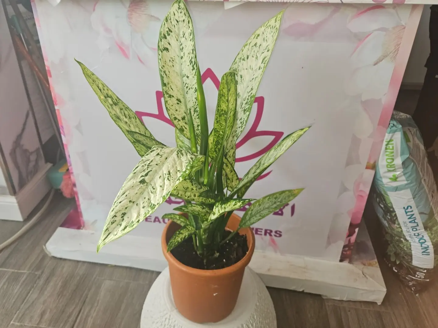 Dieffenbachia 76