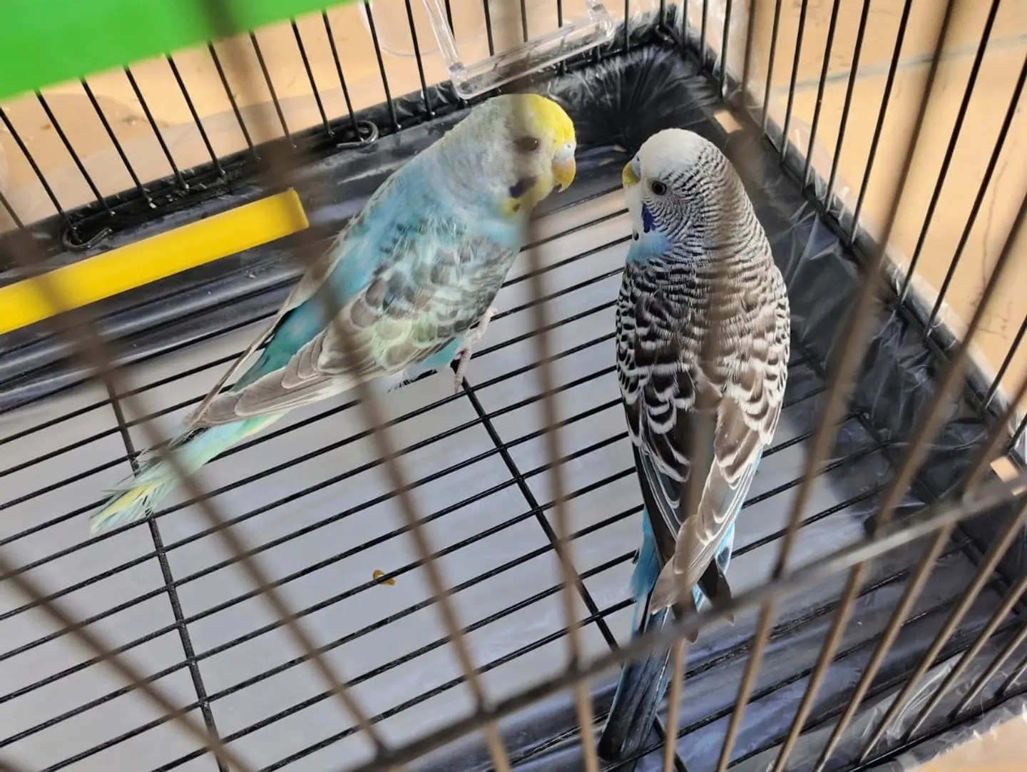 Badji Parrot Love Bird