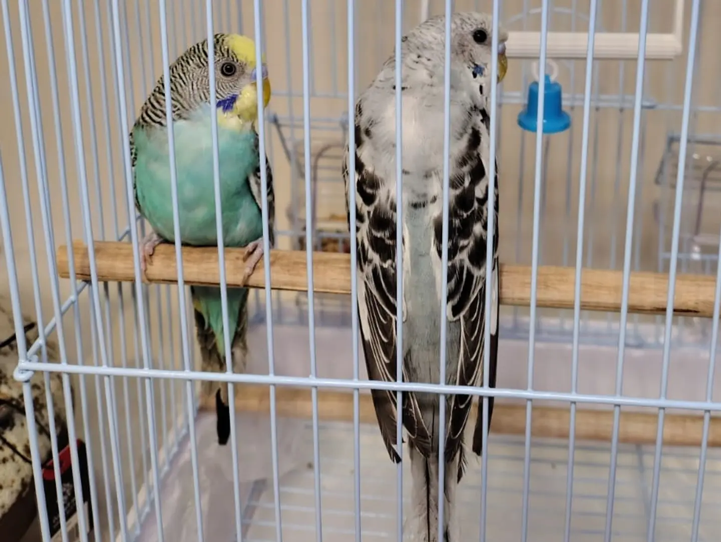 Badji Parrot Love Bird
