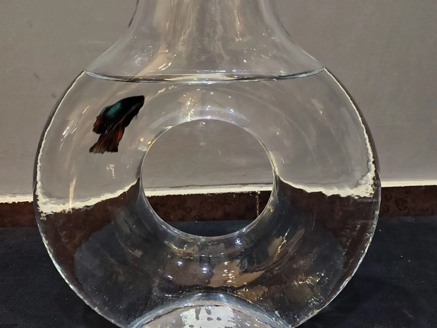 Fighter Fish With A Large Transparent Vase