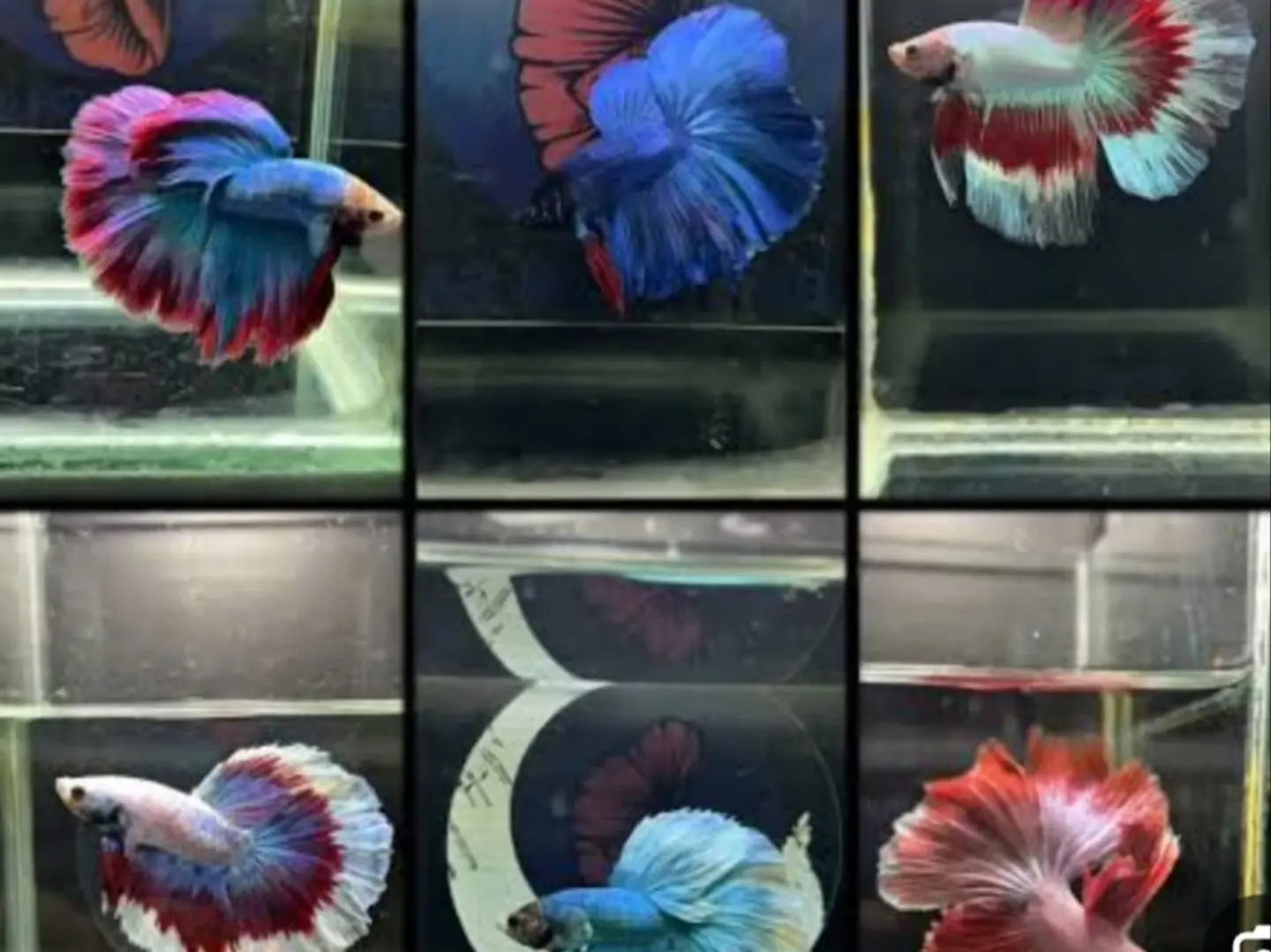 Assorted Fighter Fish