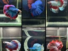 Fish, Natural Plants