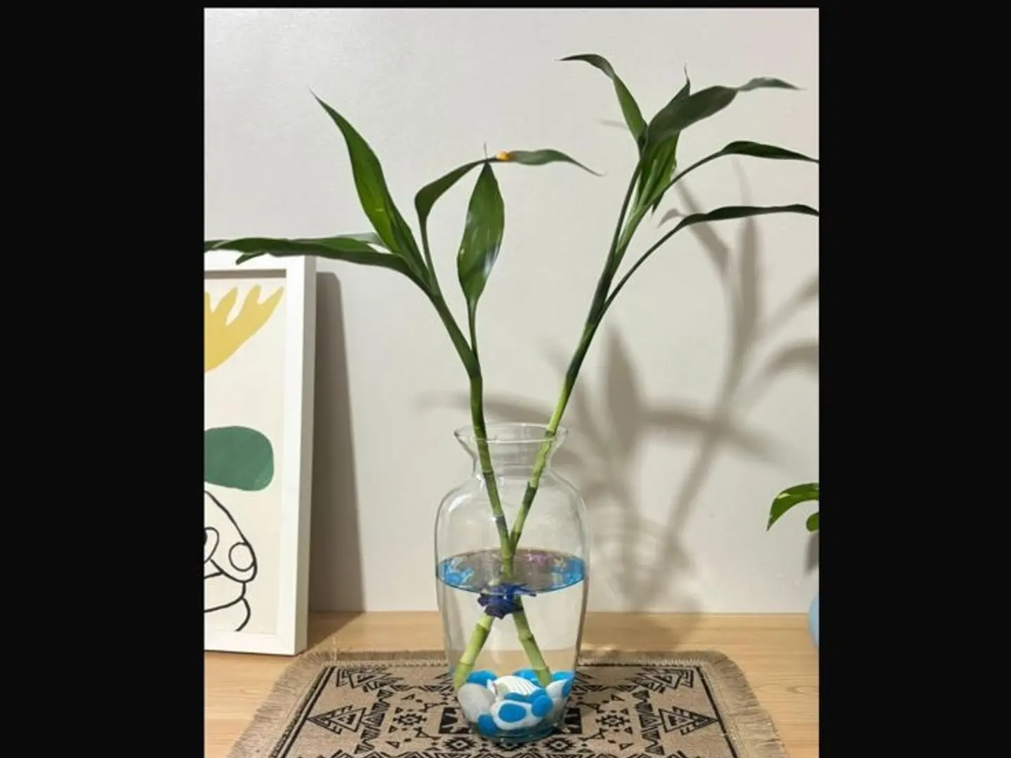 هدية فازه بامبو مع سمكة فايتر وأحجار مضيئة