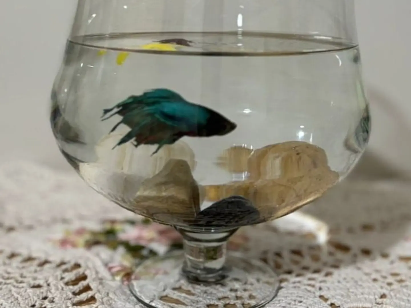 A Gift Full Of Life & Beauty Betta Fish With Elegant Details