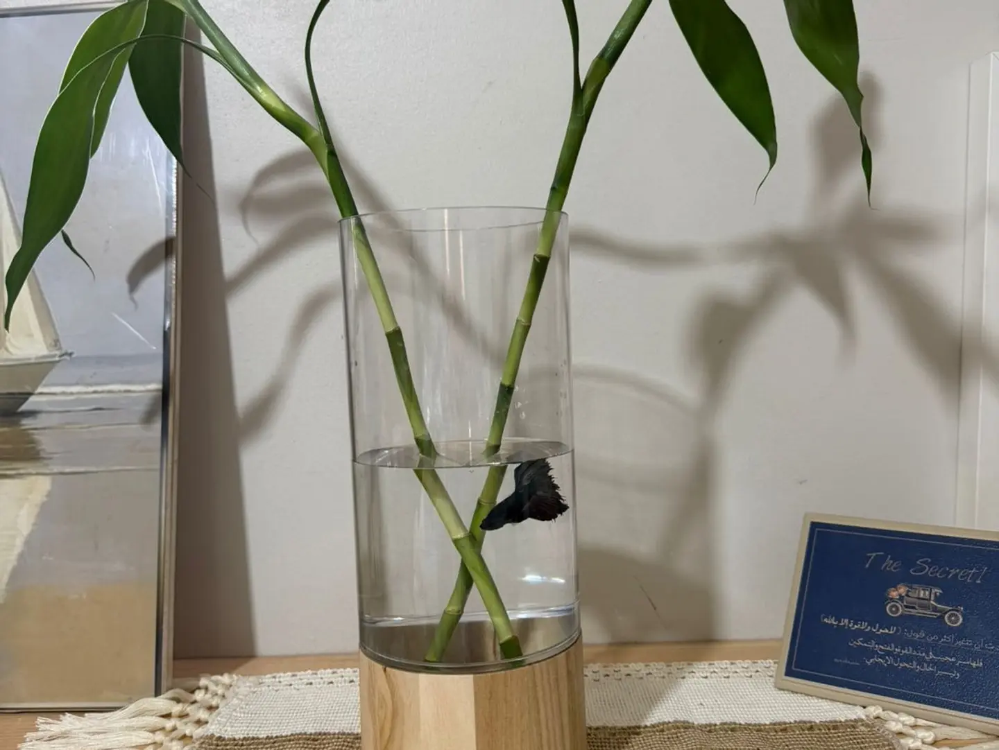 Betta Fish With Natural Bamboo