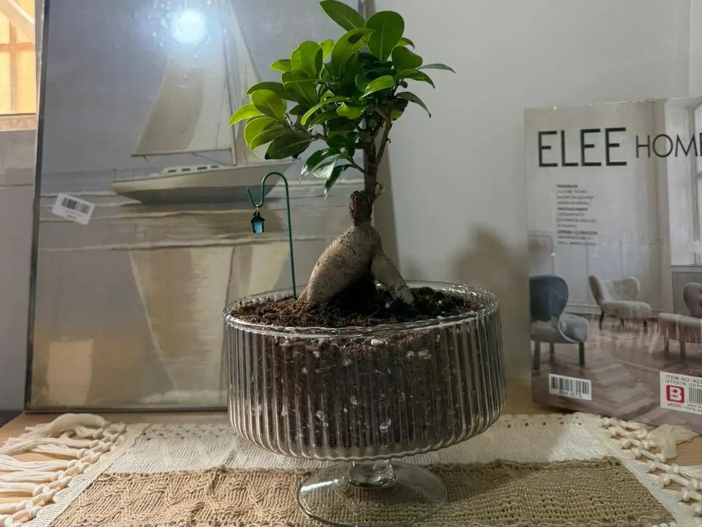 Bonsai101